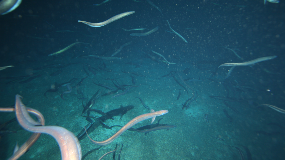 2.8 Million Deep-Sea Eels Gather Around One Seamount Off Tasmania