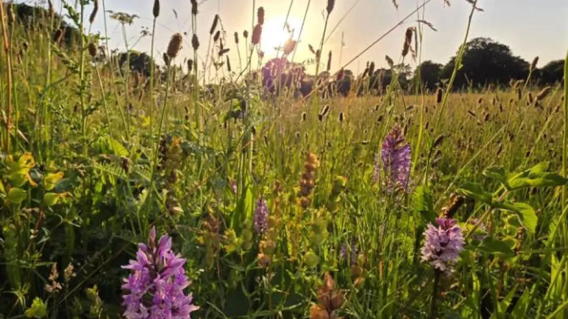 Abandoned Farmland Recovered Into Wildflower Meadow Without Human Intervention