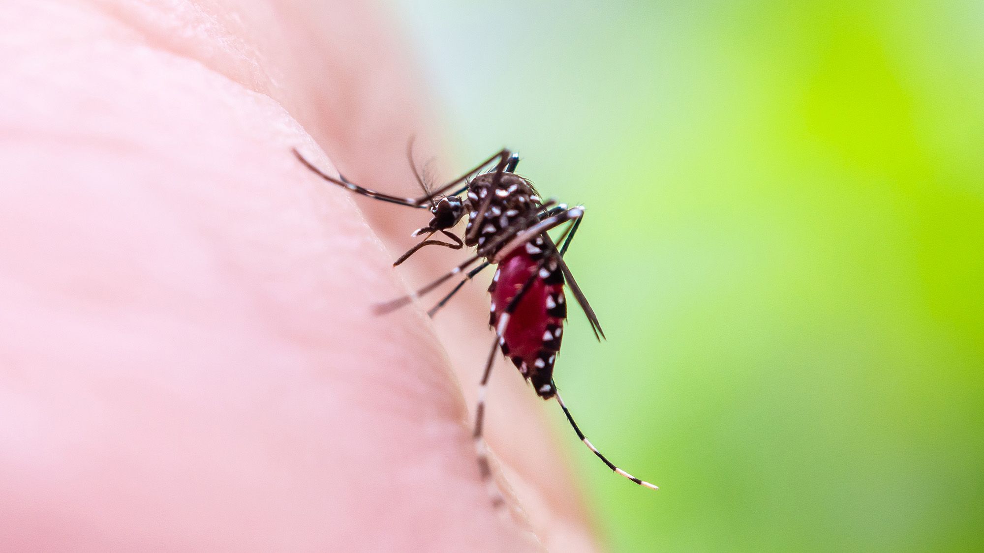 Climate Change Is Driving a Resurgence of Yellow Fever