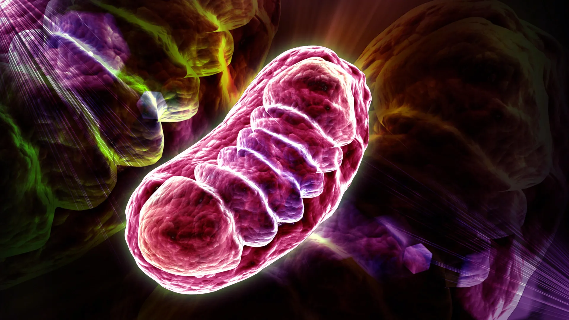 Excess RNA Damages Mitochondria, Study Finds New Cellular Threat
