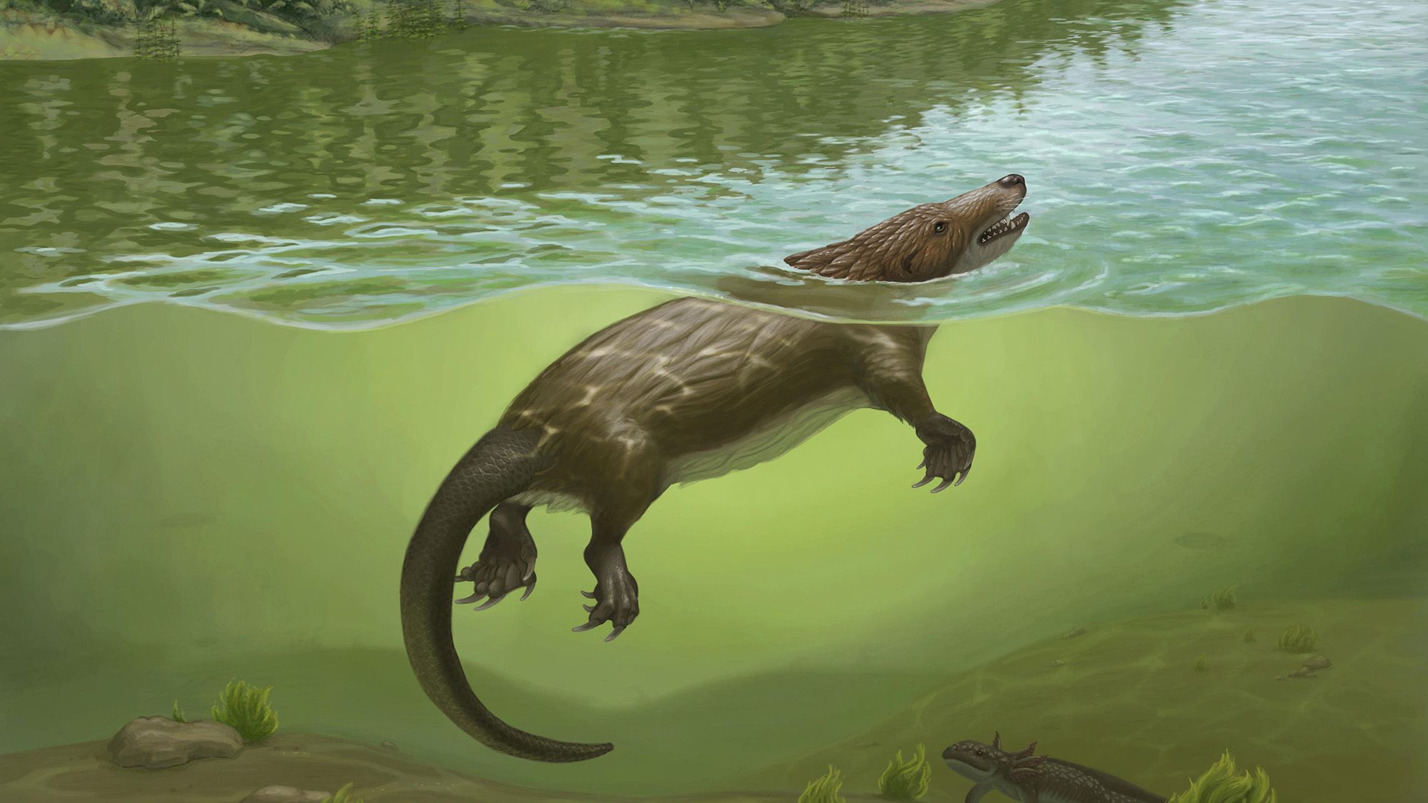Platypus-Like Mammal Relative Discovered From Jurassic-Era China