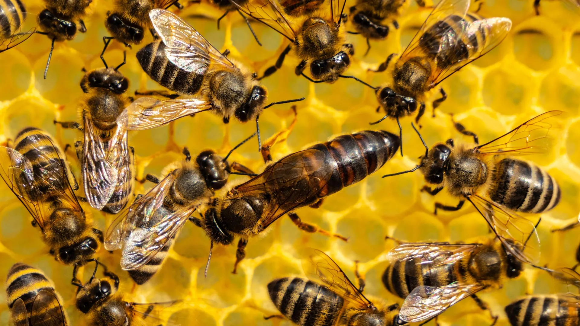 Queen Bees Offload Pesticides Into Eggs, New Research Finds