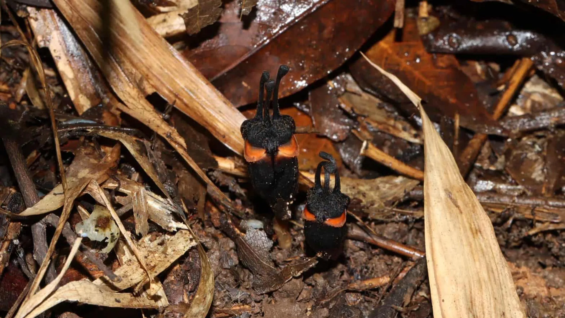 Thailand's "Devil Flower" Is a Rare, Critically Endangered New Species